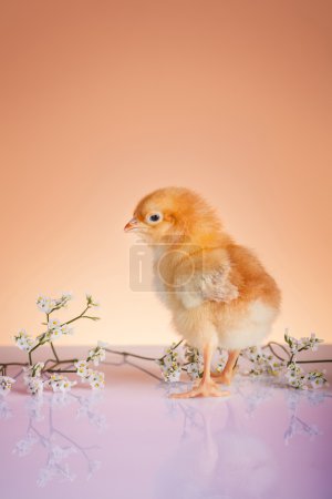 Young chicken in springtime