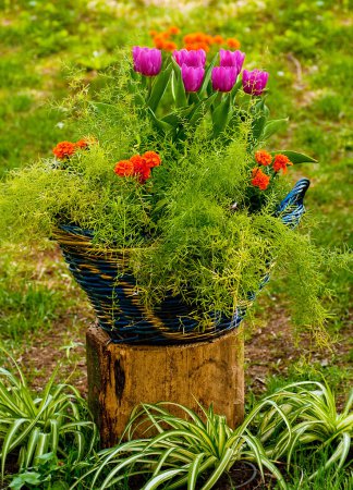 Cultivated flowers in decorative pots