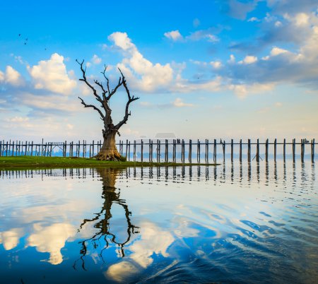 Lonely tree on a lake in Myanmar