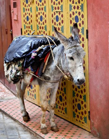 The donkey on the street of Fes in Morocco is used for transportation of goods