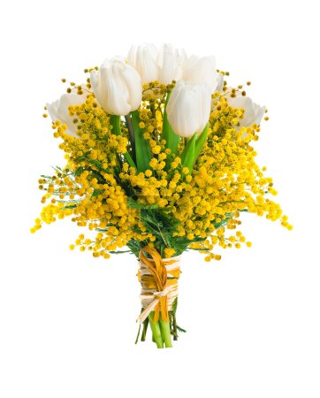 White tulips with a mimosa, a background from flowers