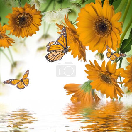 Gerbera daisies and butterfly