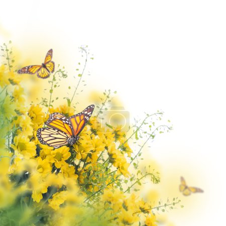 Yellow daisies with butterflies
