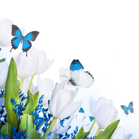 White tulips with blue grass and butterfly
