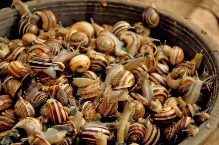Live edible snails in a brown basket