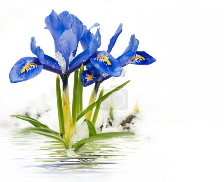 Spring flowers, irises on a white background