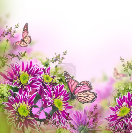 Spring chrysanthemum with butterflies on white