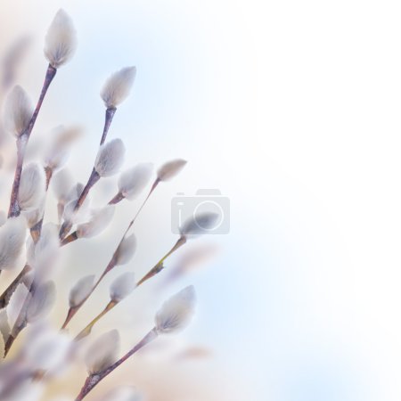 Spring willow tree in spring bloom
