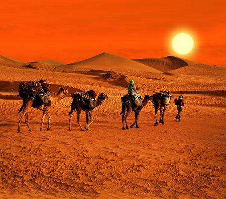 The Berbesky tribe passes the desert in Africa