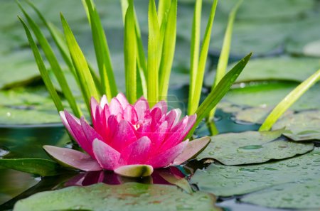water lily background
