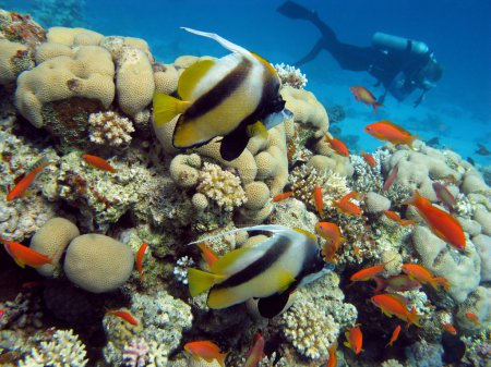 Coral reef with exotic fishes and diver on the bottom of red sea