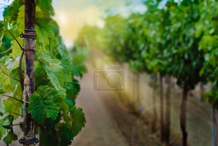 Vineyard rows in spring