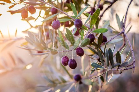 Mature olives on tree.