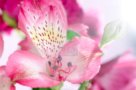 Beautiful pink orchid against white background