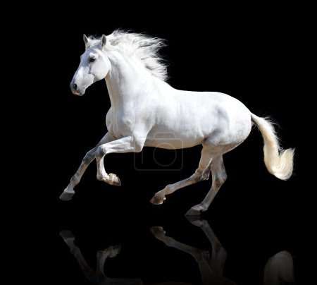 White horse isolated on the black