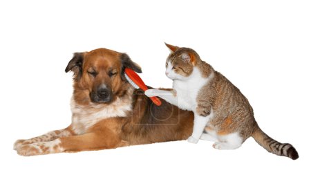 Cat brushing a blissful dog