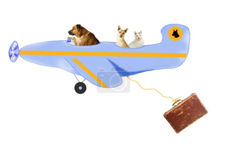 Animals, two dogs and a tomcat, on air travel