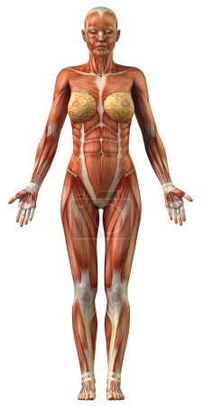 Anatomy of female muscular system