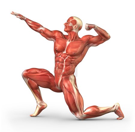Male muscular system in body-builder position
