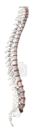 Spine lateral view