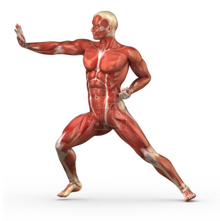 Male muscular system in fight position