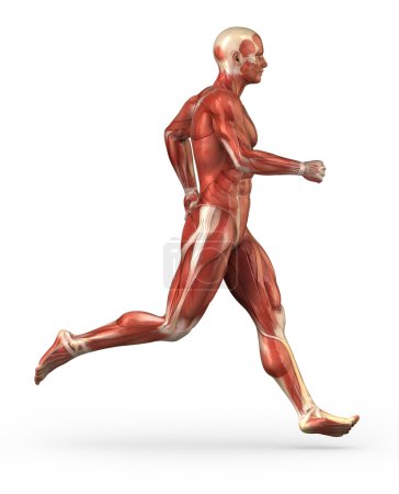 Running man muscular system anatomy