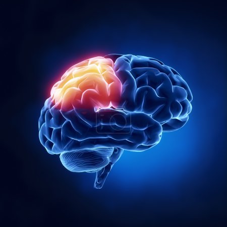 Parietal lobe - Human brain in x-ray view