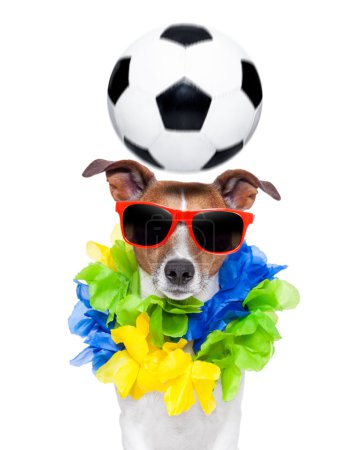brazil funny soccer dog 