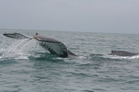Large Tailslap of a Humpback whale