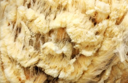 Background of raw wool of sheep