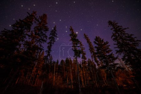 Tops of Evergreen Trees at Night With Stars