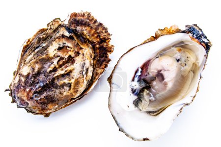 Two oysters