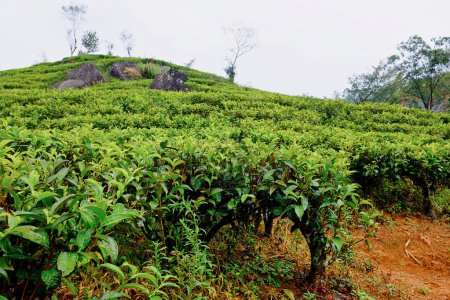 Tea plantation landscape in Sri Lanka 