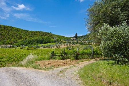 Hill Of Tuscany With Vineyard