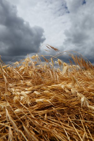 Ripe wheat under blue sky