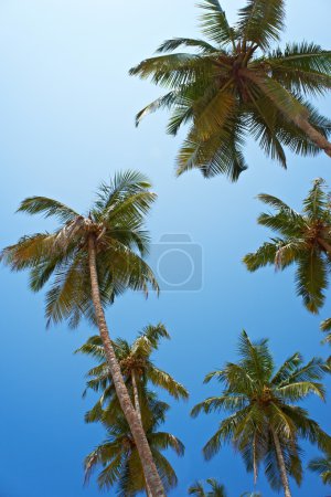 Palm trees at sky