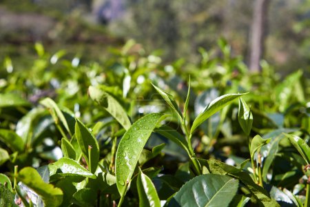 The tea fields in Sri Lanka in Asia 