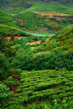 Tea plantation landscape in Sri Lanka 