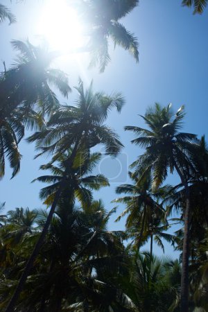 Worm's eye view of coconut tree with blue sky