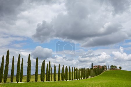 Avenue of cypresses