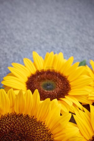 yellow sunflower on grey background