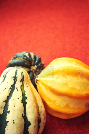 Assorted composition of colorful and decorative mini pumpkins