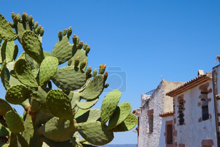 Beautiful cactus near the stone hause at the sky.