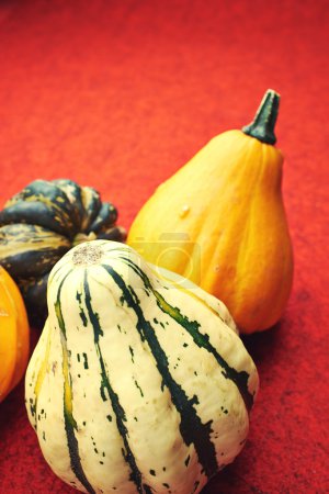 Assorted composition of colorful and decorative mini pumpkins