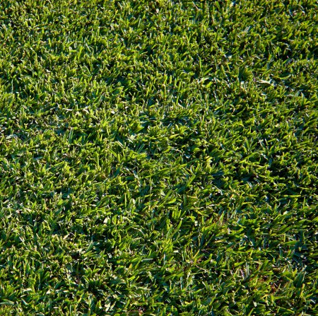 Green grass surface