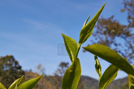 Beautiful tea leaf in a tea estate