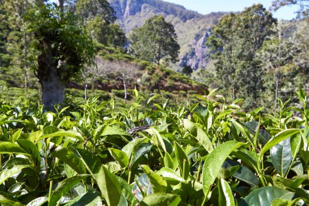 The tea fields in Sri Lanka in Asia 