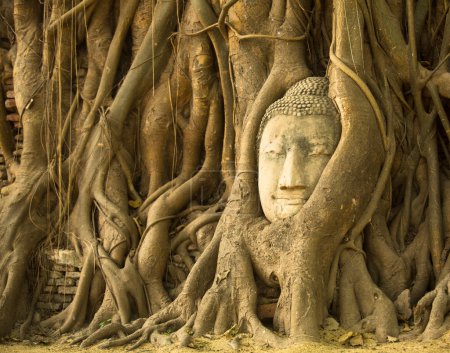 The Head of Buddha in Wat Mahathat, Ayutthaya, Thailand