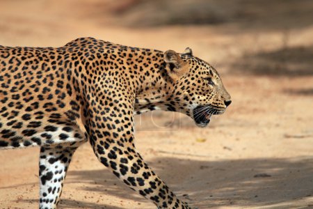 Profile View of a Walking Leopard