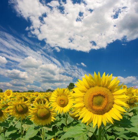Field of sunflowers under dramatic skies